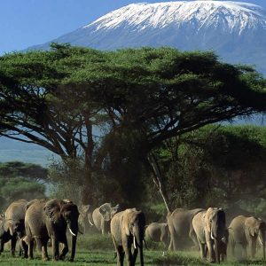 Amboseli national park