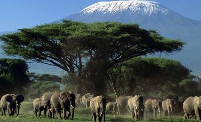 Amboseli national park