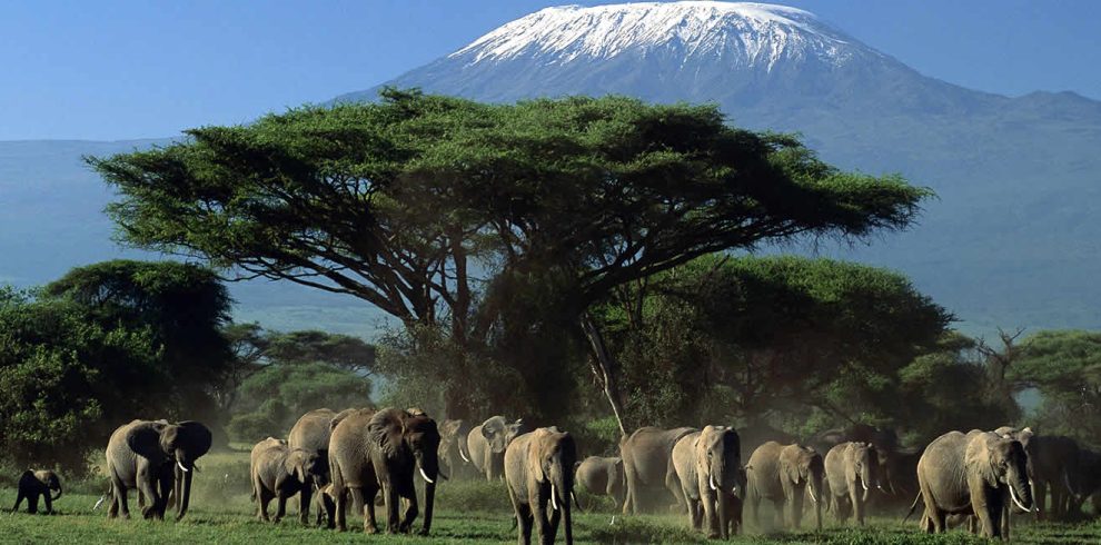 Amboseli national park