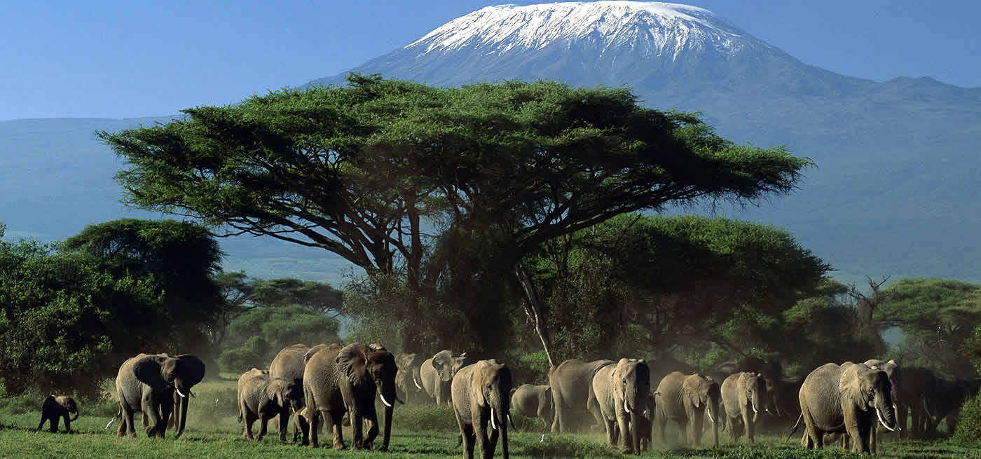 Amboseli national park