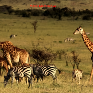 masai mara kenya