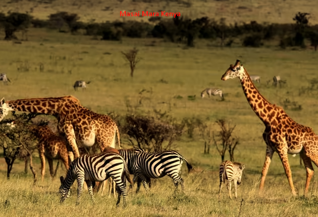 masai mara kenya